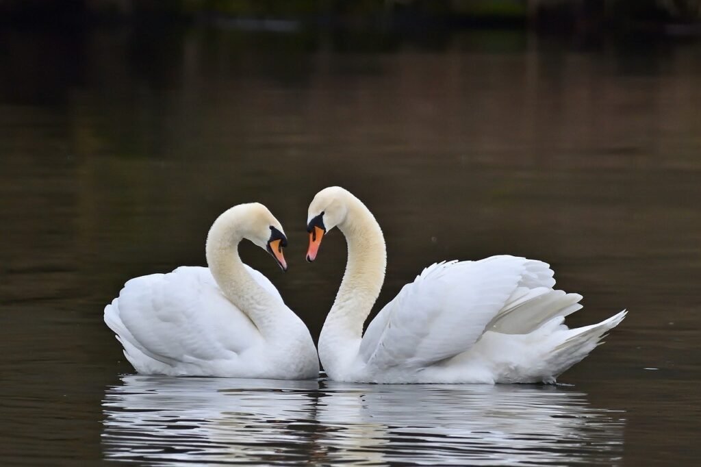 swans, birds, animal-8600495.jpg